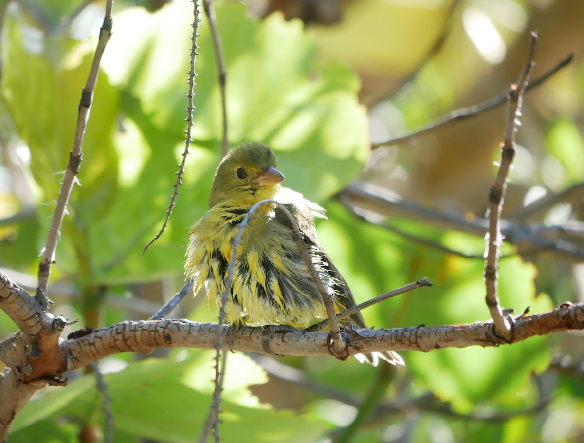Piranga Escarlata - ML644766088