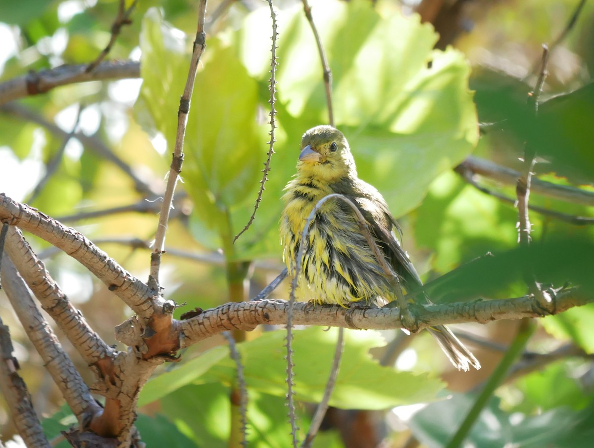 Piranga Escarlata - ML644766089