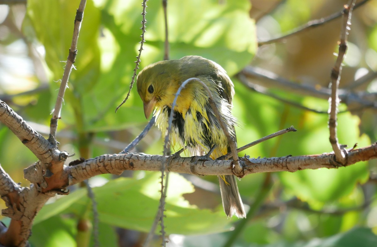Piranga Escarlata - ML644766090