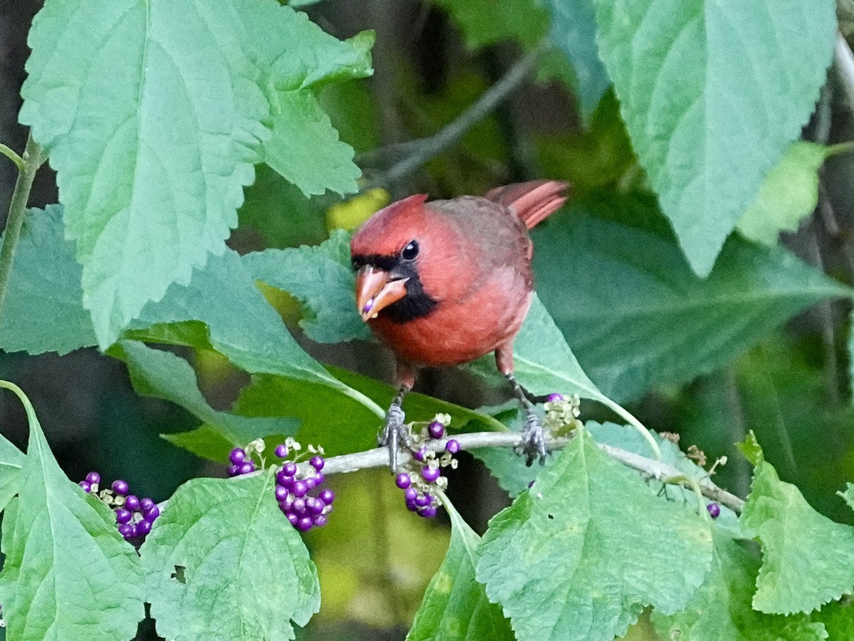 Kırmızı Kardinal - ML644766103