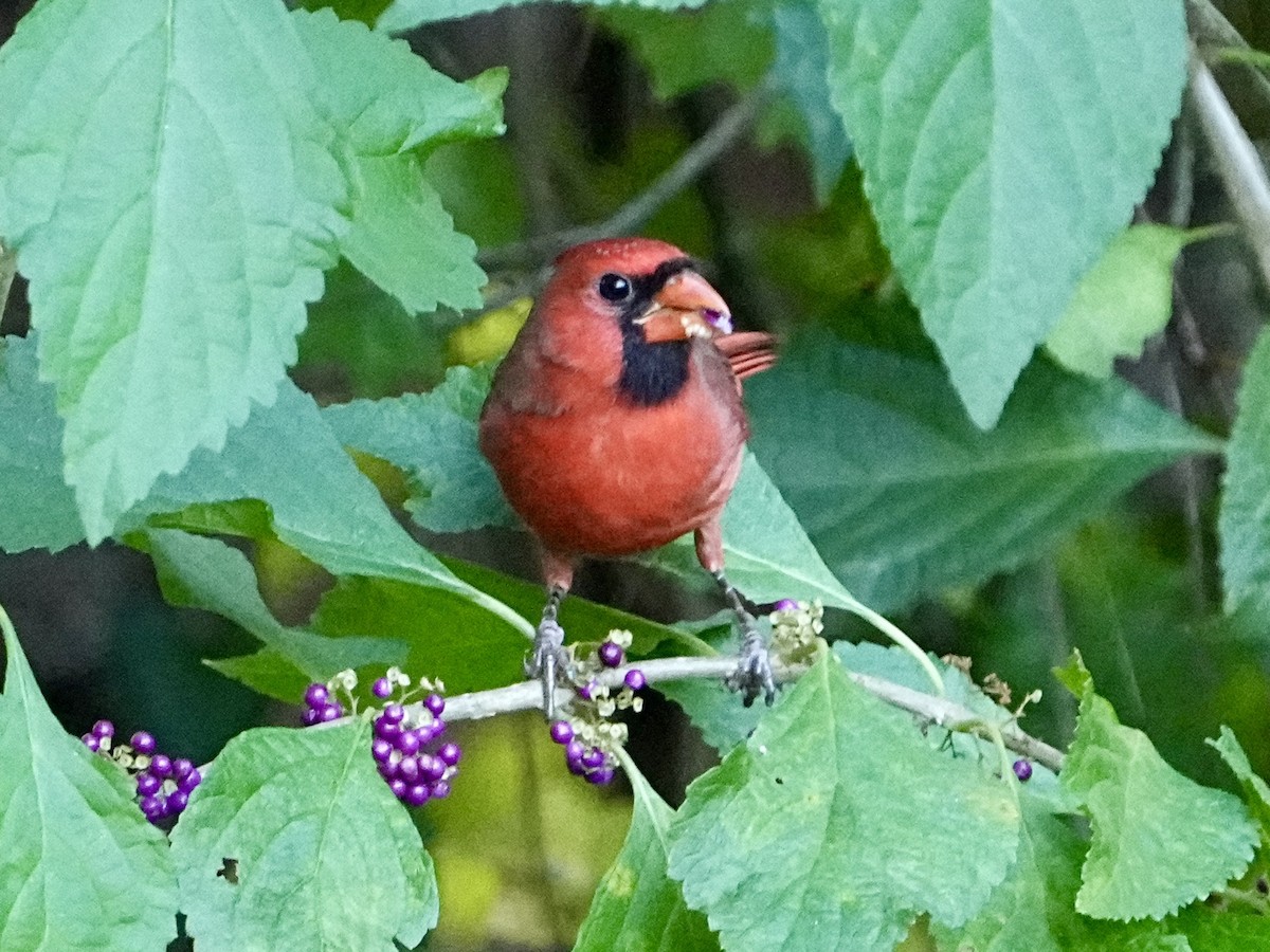 Kırmızı Kardinal - ML644766104