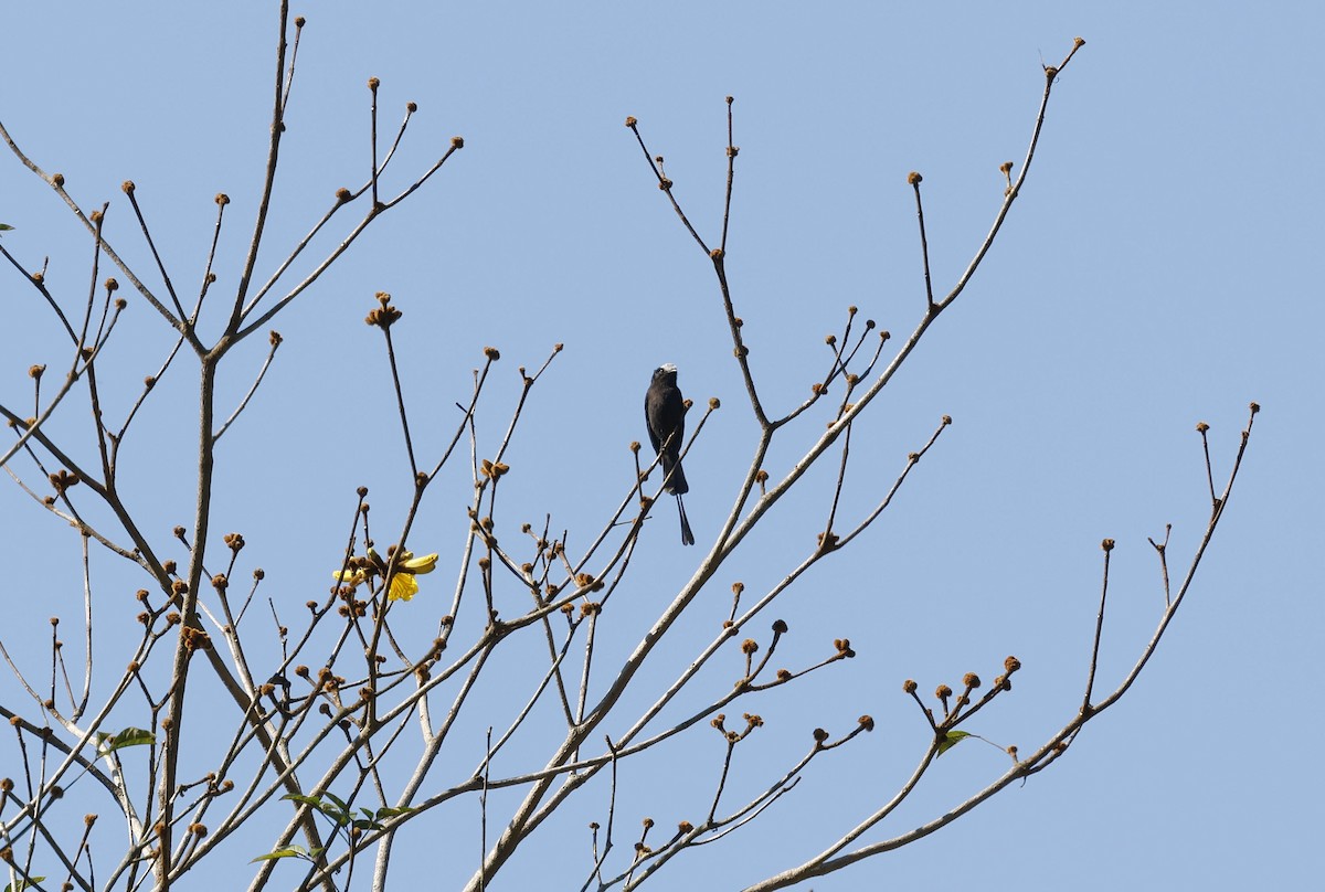 Long-tailed Tyrant - ML644766120