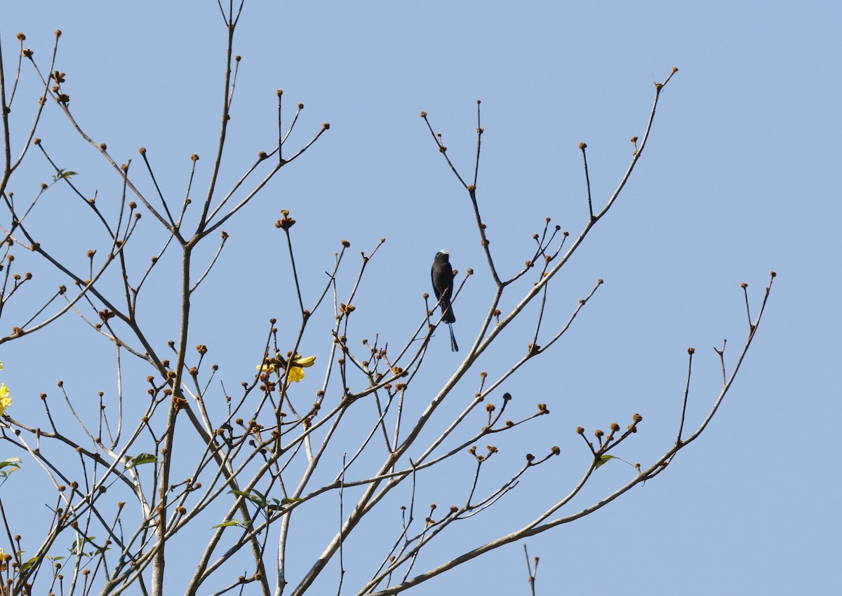 Long-tailed Tyrant - ML644766121