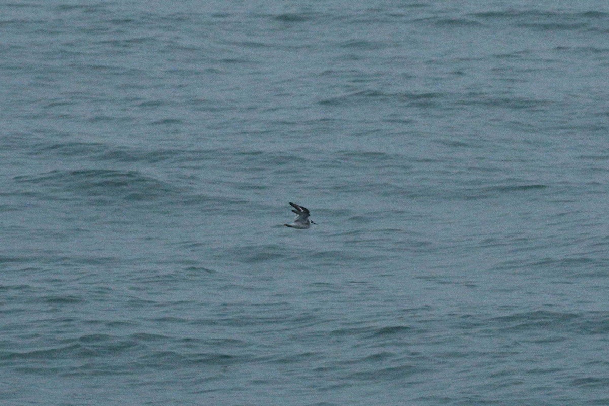 Плавунець круглодзьобий - ML644766140