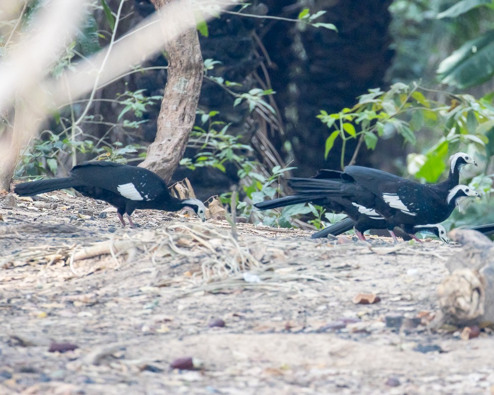 White-throated Piping-Guan - ML644766144
