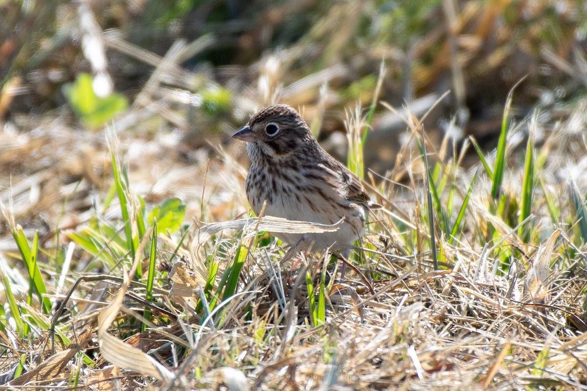Vesper Sparrow - ML644766173