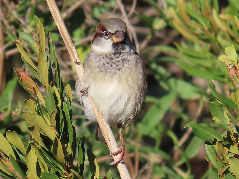 דרור הבית - ML644766191