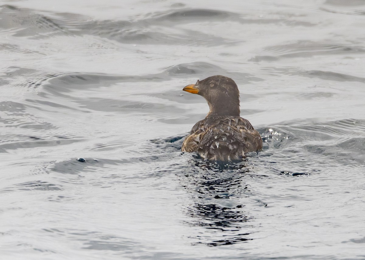 Rhinoceros Auklet - ML644766196