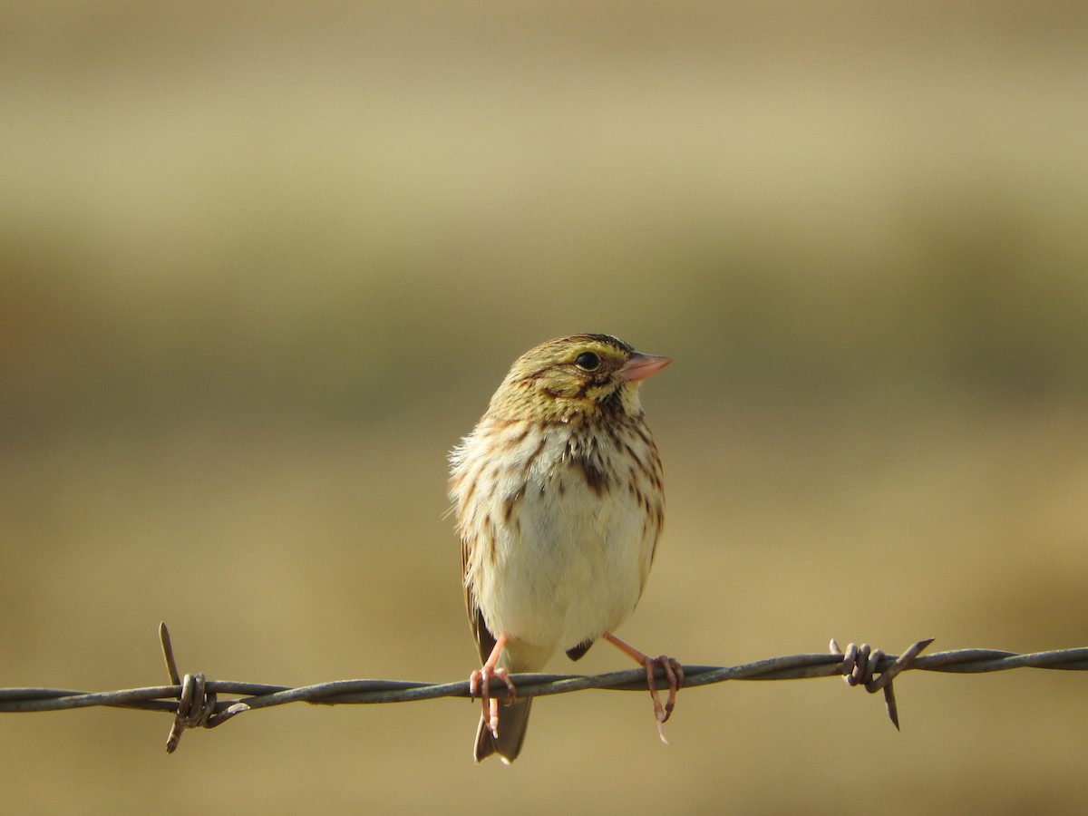 Chingolo Sabanero - ML644766201