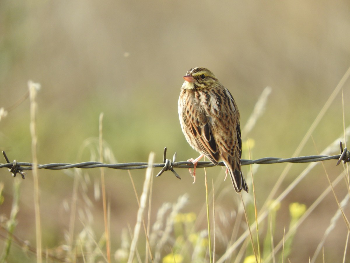 Chingolo Sabanero - ML644766202