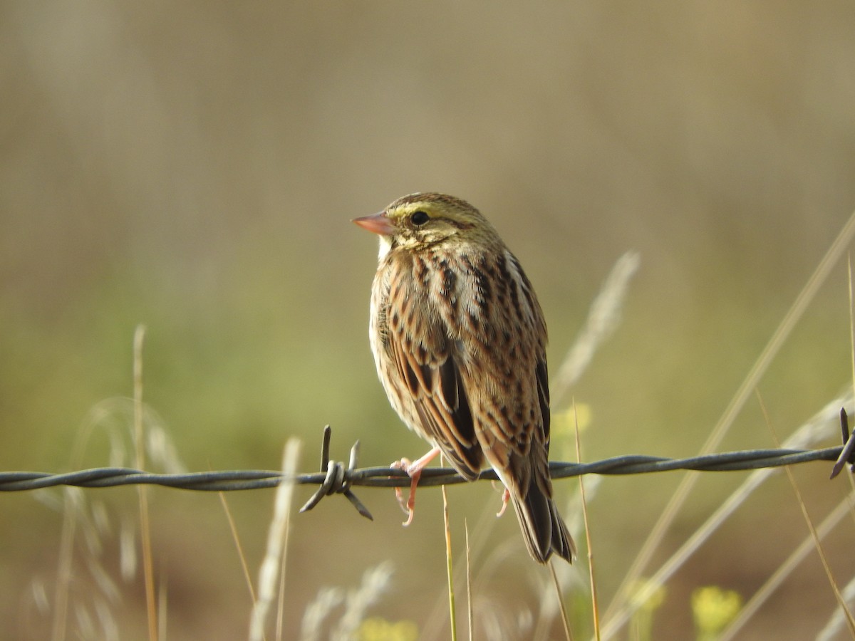 Chingolo Sabanero - ML644766203