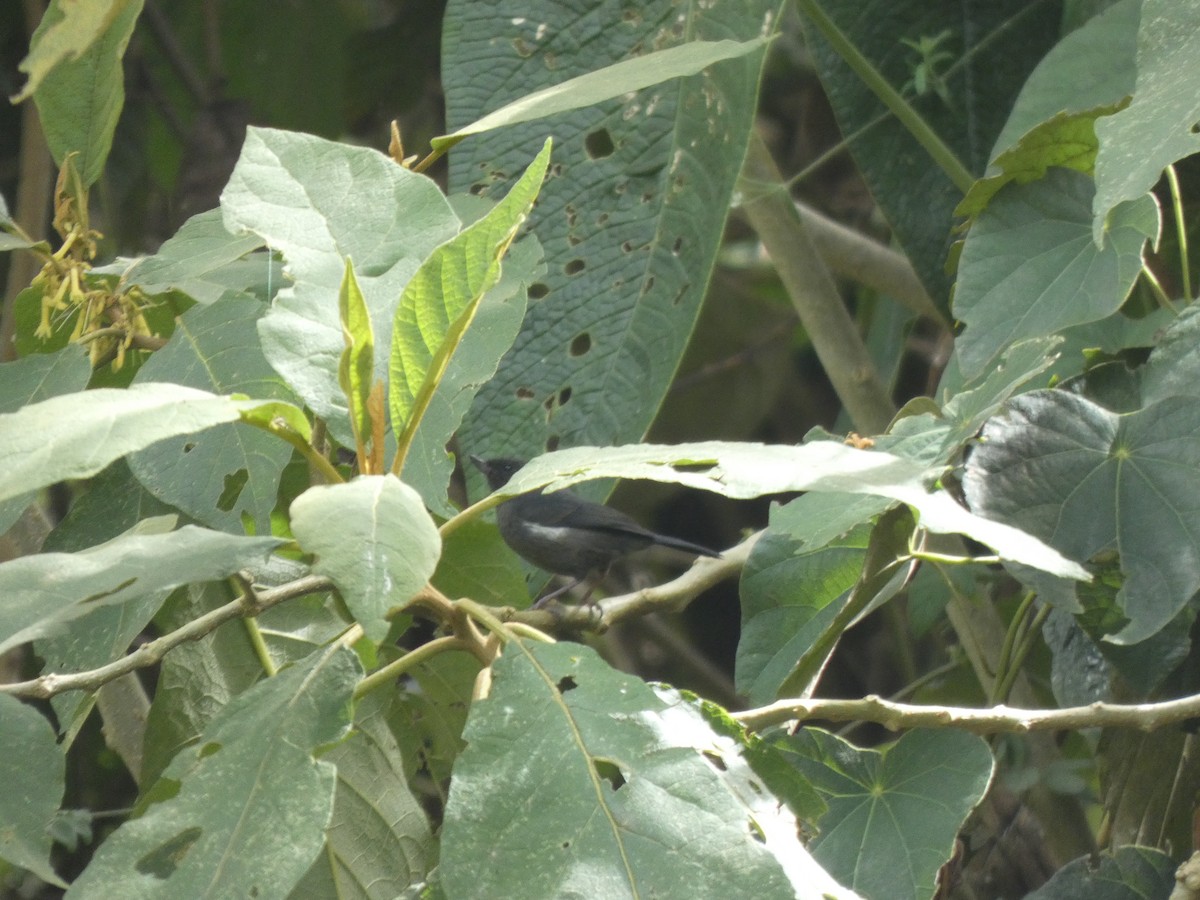 Ak Şeritli Çiçekdelen - ML644766213