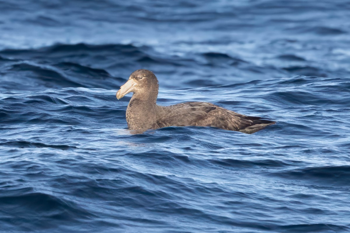 Northern Giant-Petrel - ML644766224