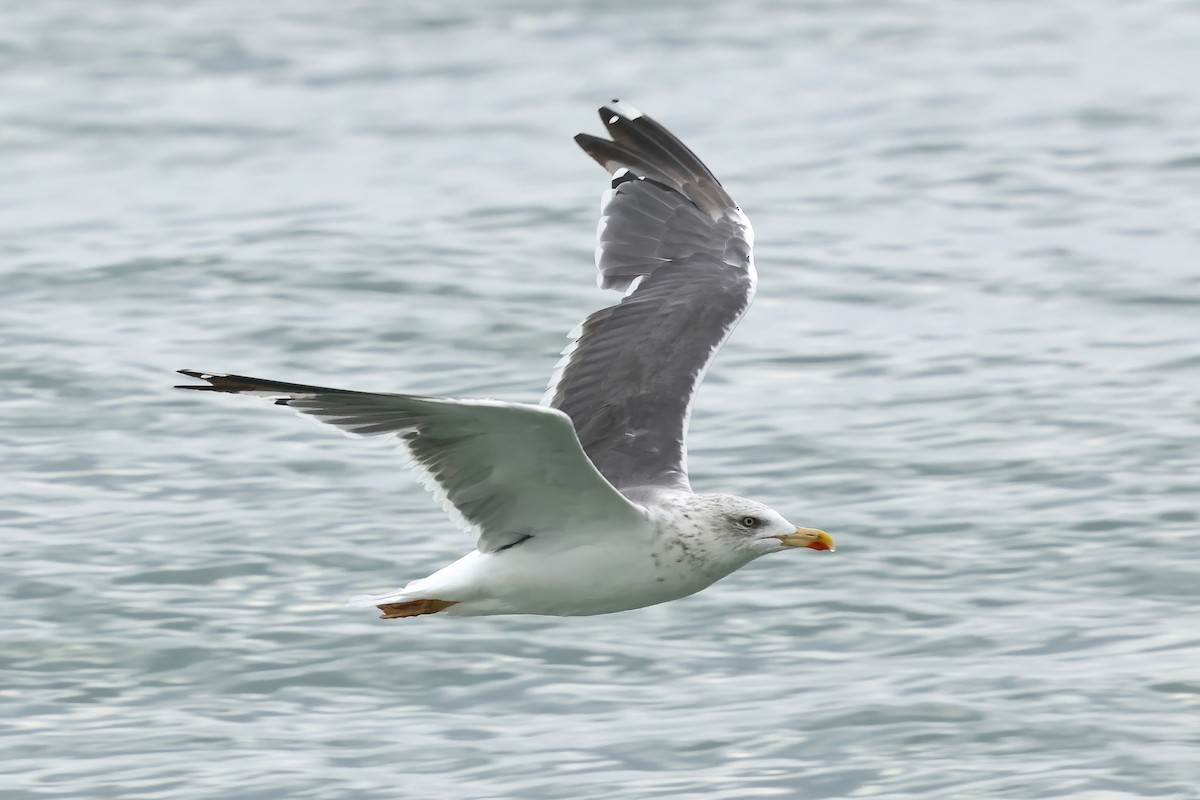 Kara Sırtlı Martı - ML644766226