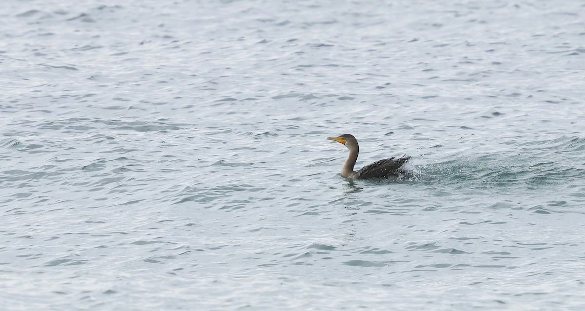 totoppskarv - ML644766239