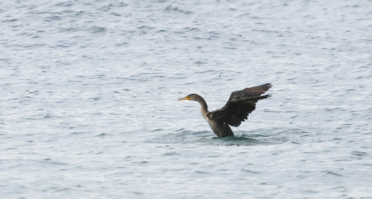 totoppskarv - ML644766240