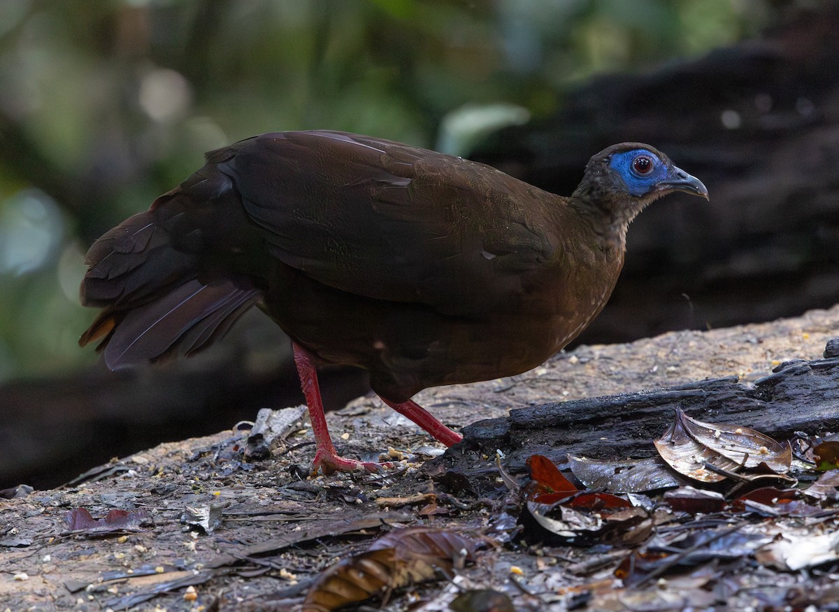 Faisán Coliblanco - ML644766260
