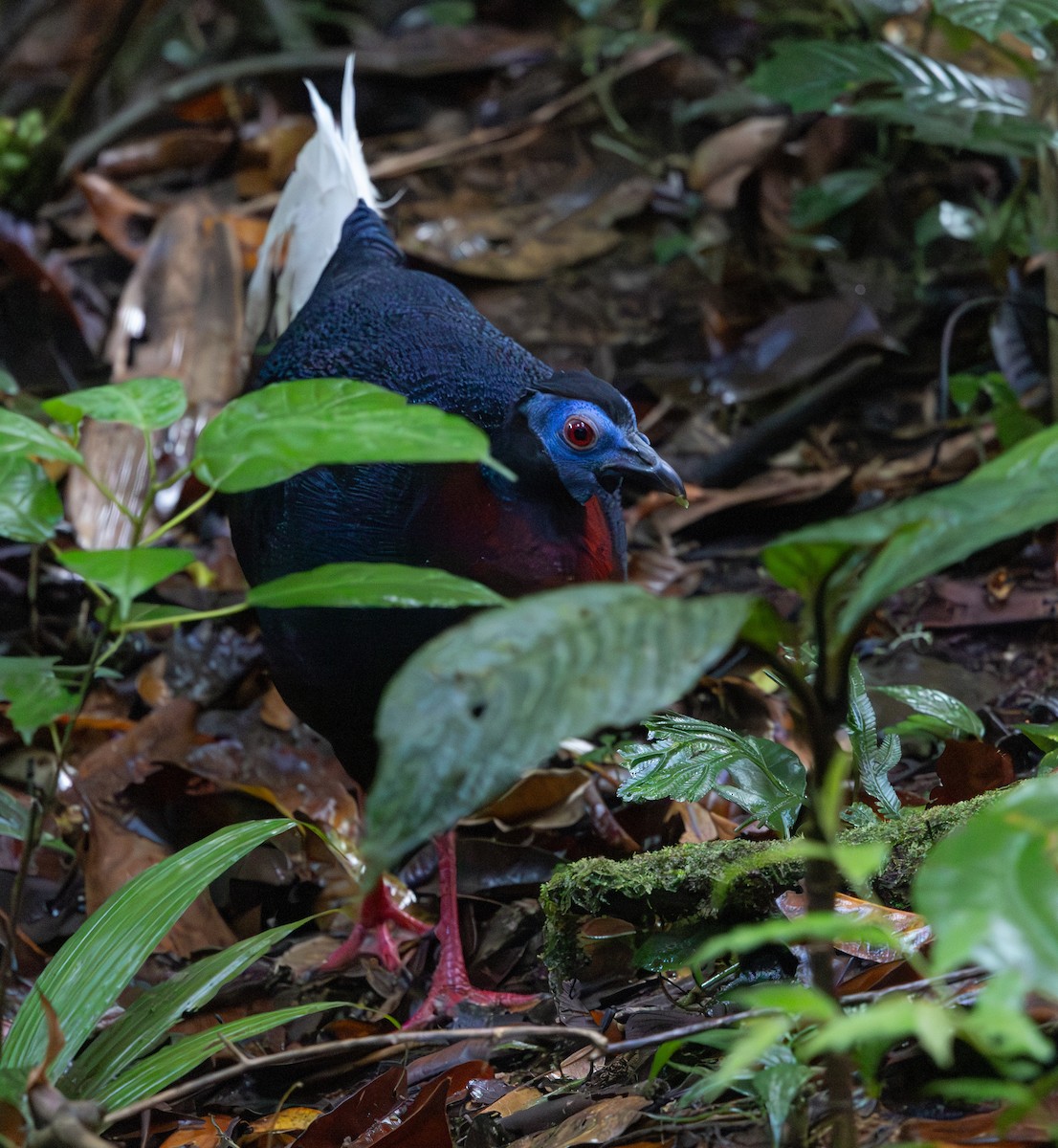 Faisán Coliblanco - ML644766261