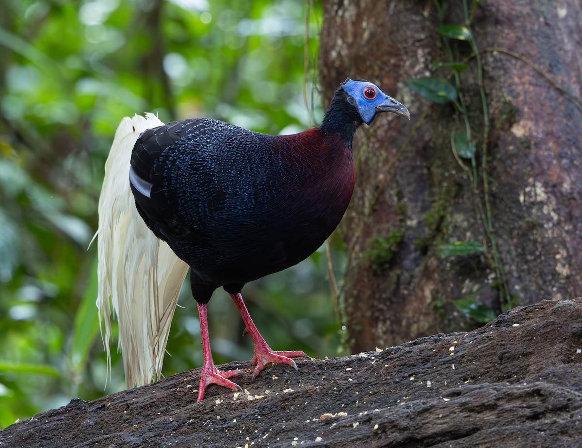 Faisán Coliblanco - ML644766262