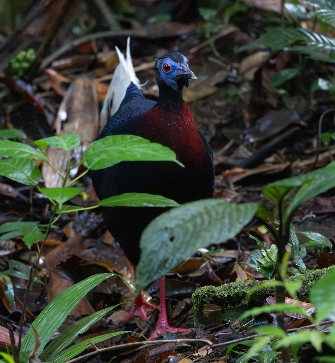 Faisán Coliblanco - ML644766264