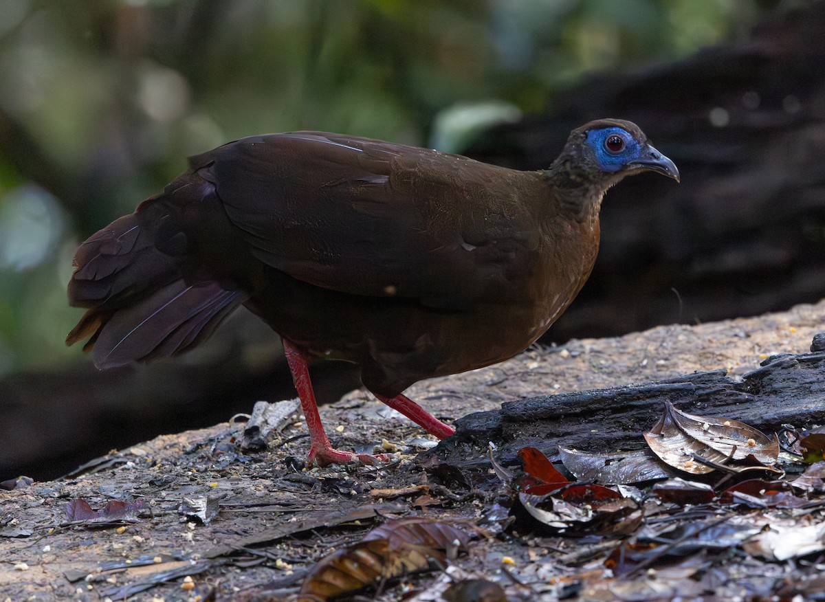Faisán Coliblanco - ML644766266