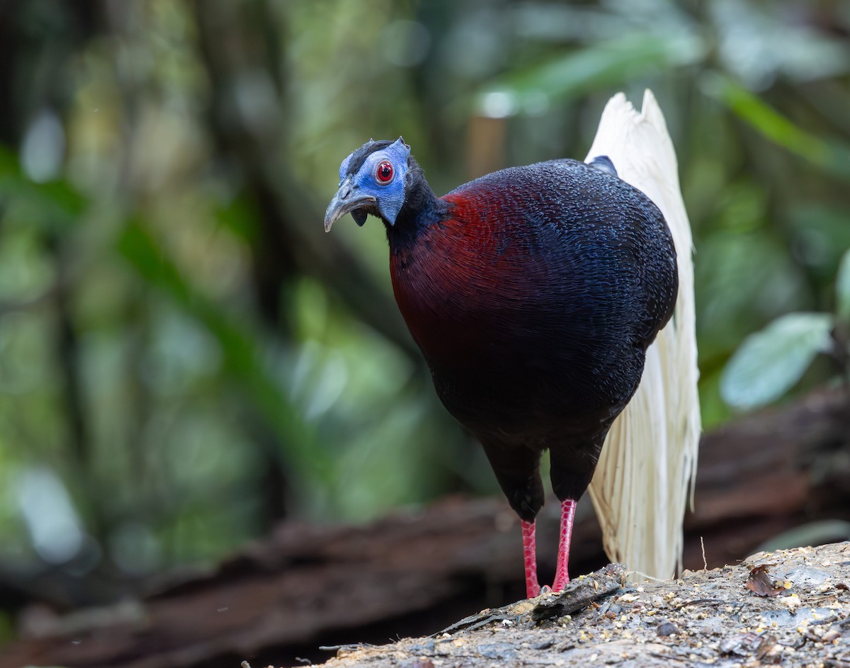 Faisán Coliblanco - ML644766268