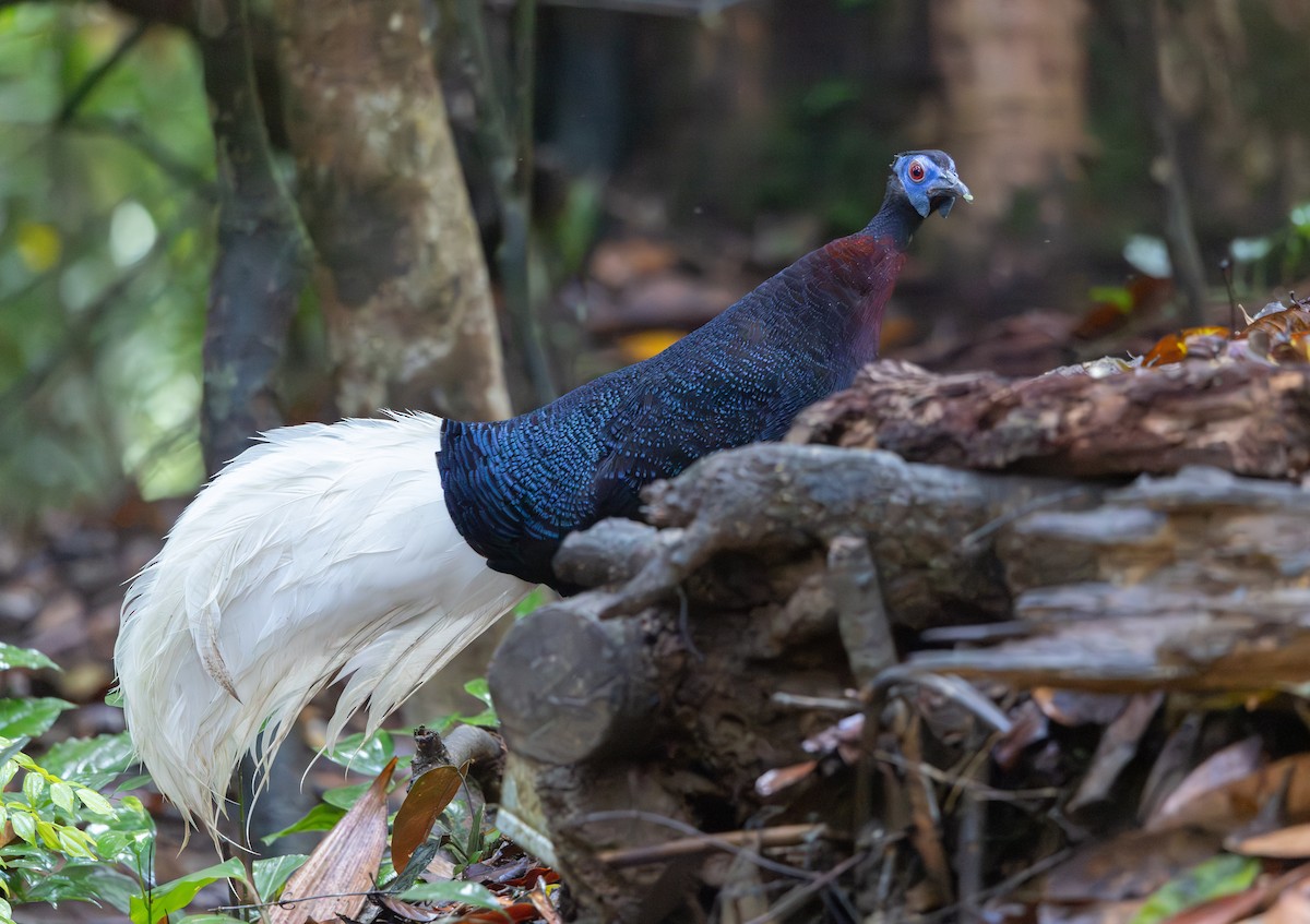 Faisán Coliblanco - ML644766269