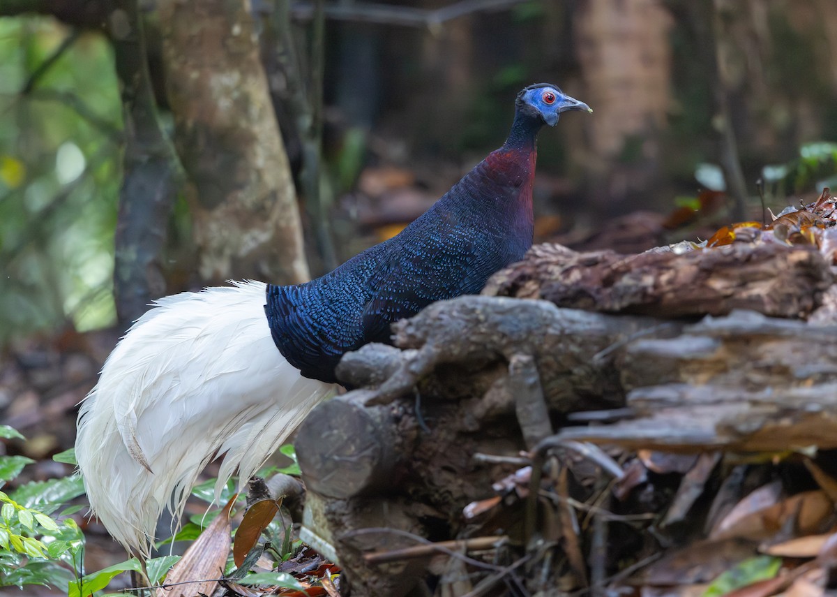 Faisán Coliblanco - ML644766270