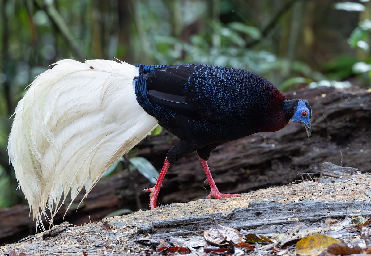 Faisán Coliblanco - ML644766271