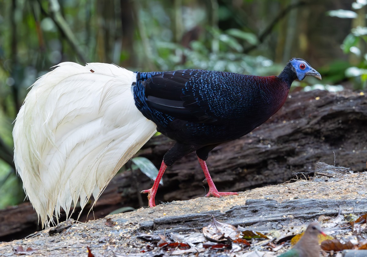 Faisán Coliblanco - ML644766272