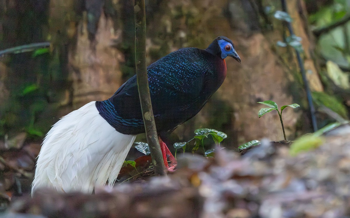 Faisán Coliblanco - ML644766277