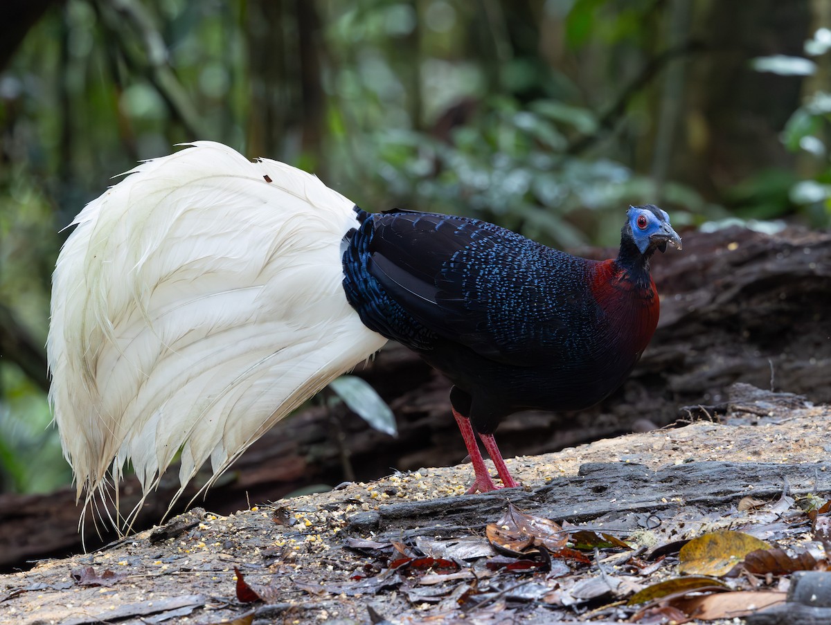 Faisán Coliblanco - ML644766278