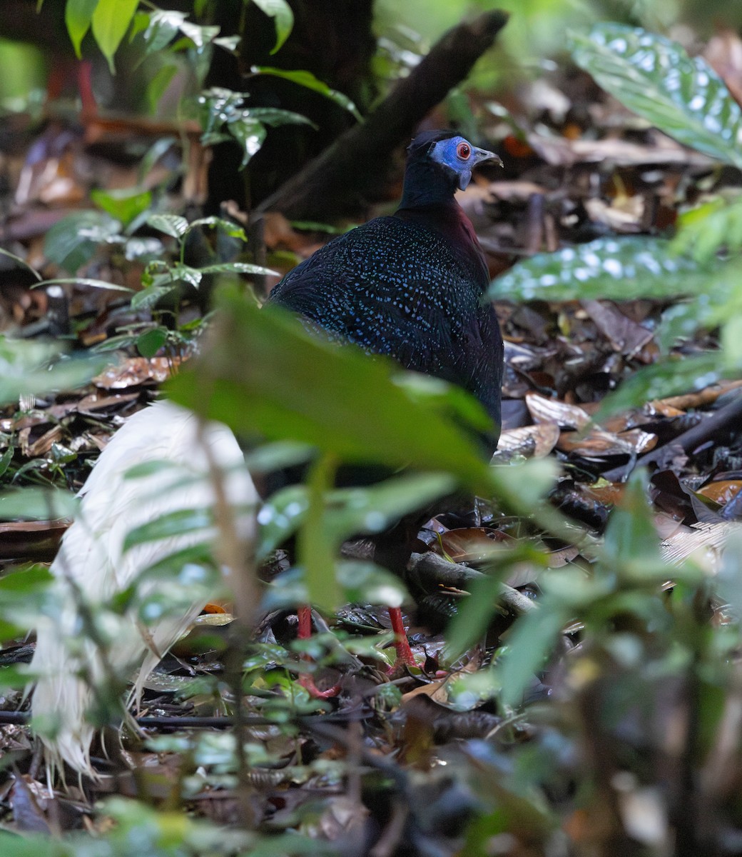Faisán Coliblanco - ML644766279