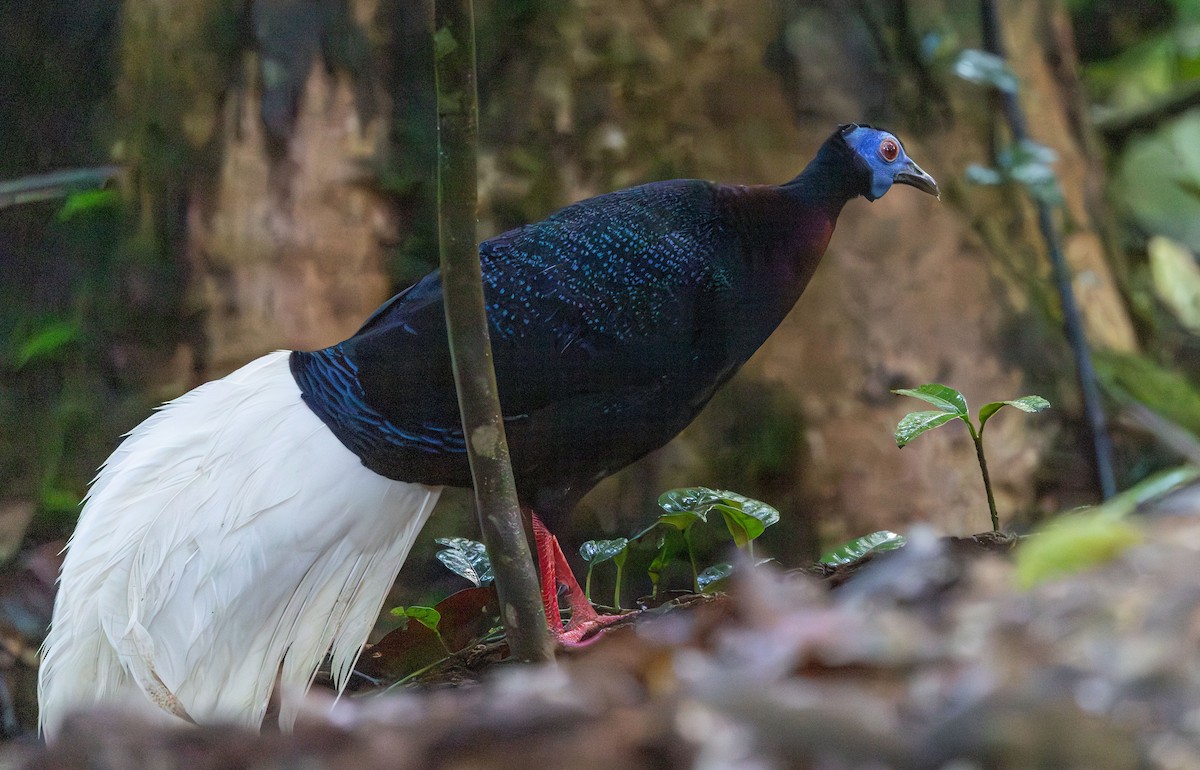 Faisán Coliblanco - ML644766280