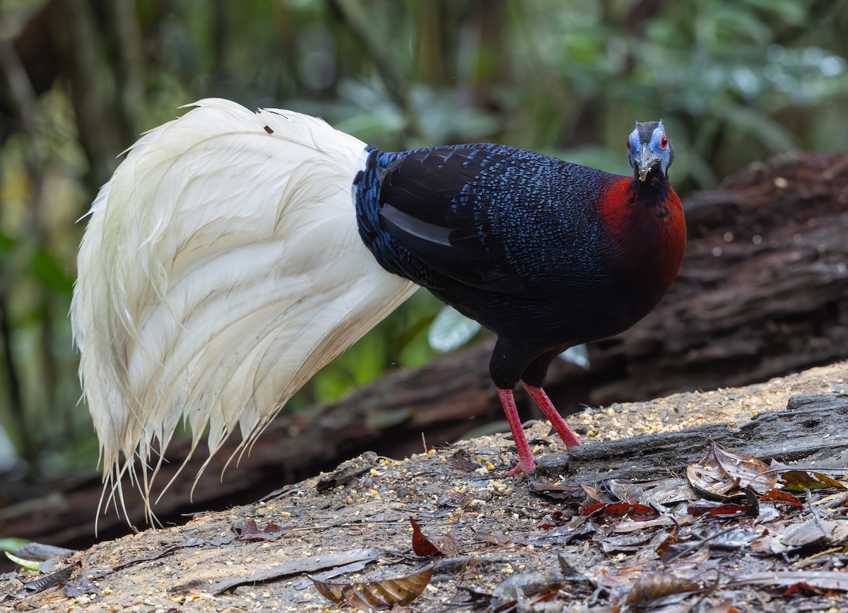 Faisán Coliblanco - ML644766283