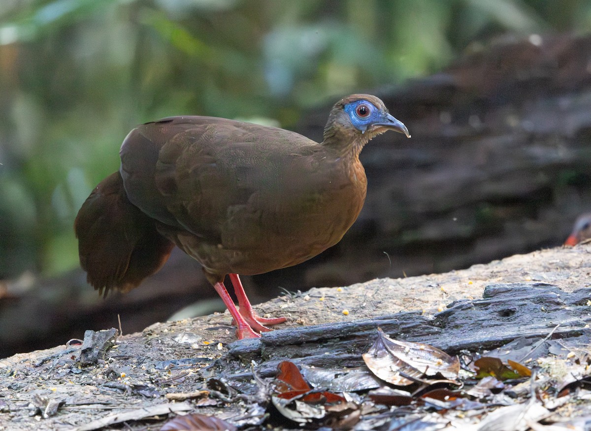 Faisán Coliblanco - ML644766284
