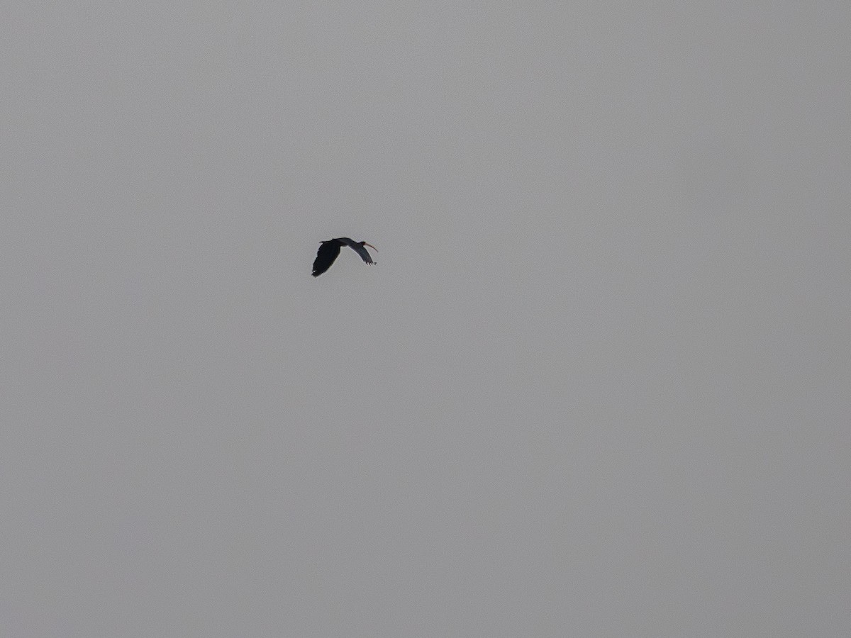 Bare-faced Ibis - ML644766287