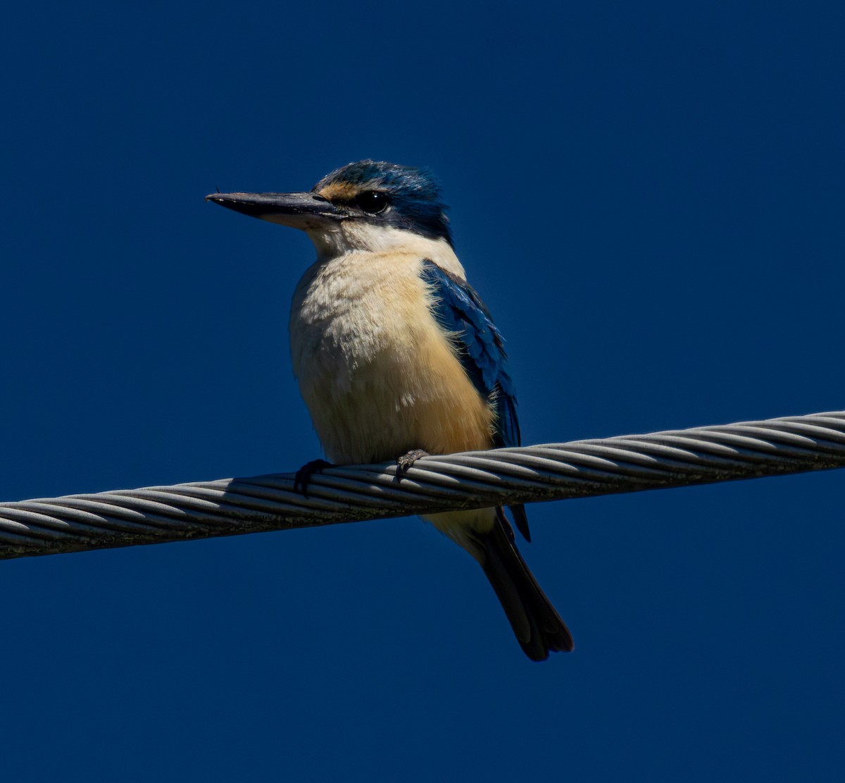 Sacred Kingfisher - ML644766290