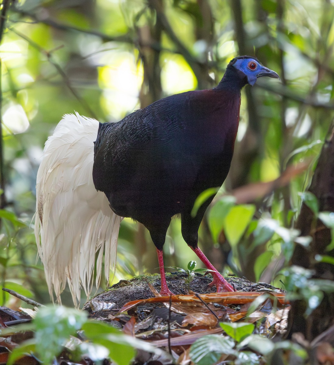 Faisán Coliblanco - ML644766291