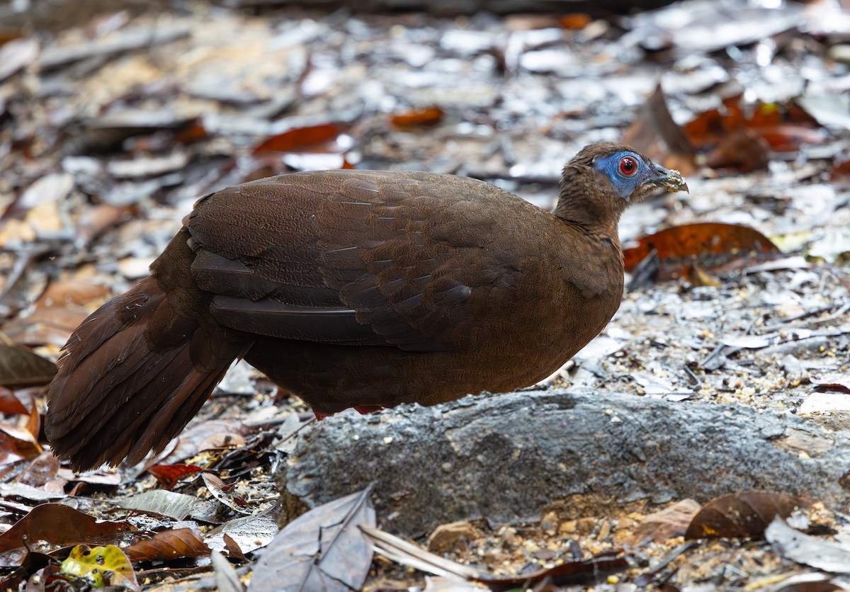 Faisán Coliblanco - ML644766295
