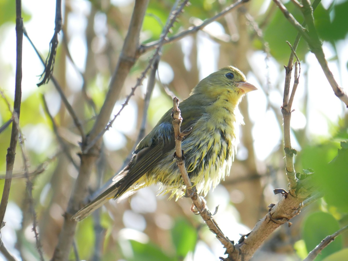 Piranga Escarlata - ML644766299