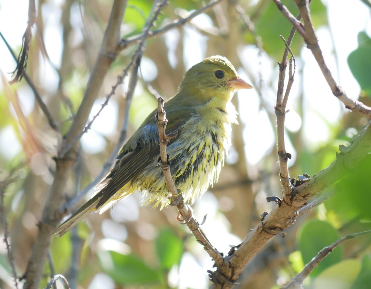 Piranga Escarlata - ML644766300