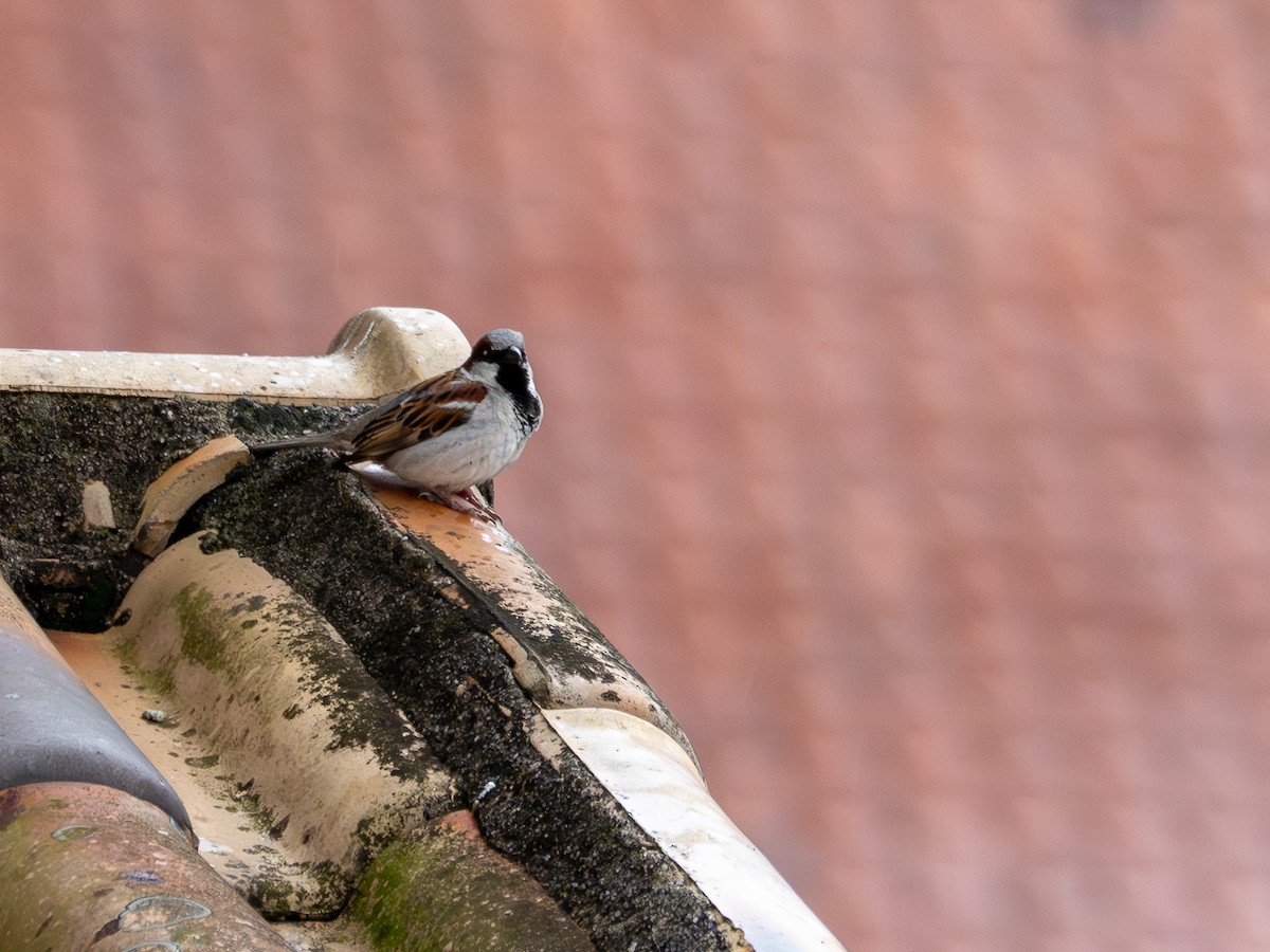 דרור הבית - ML644766309