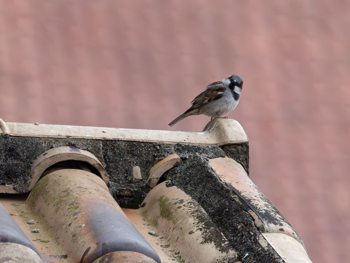 דרור הבית - ML644766310