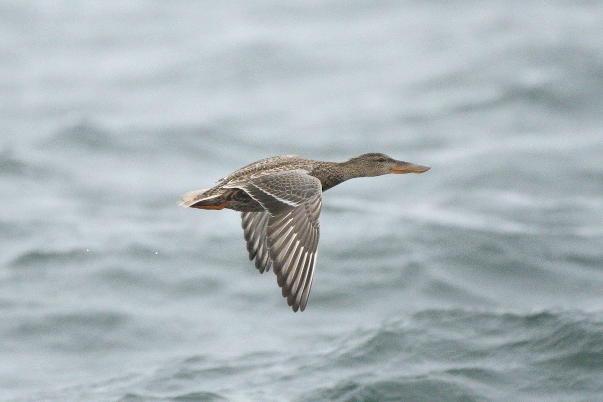 Canard souchet - ML644766318