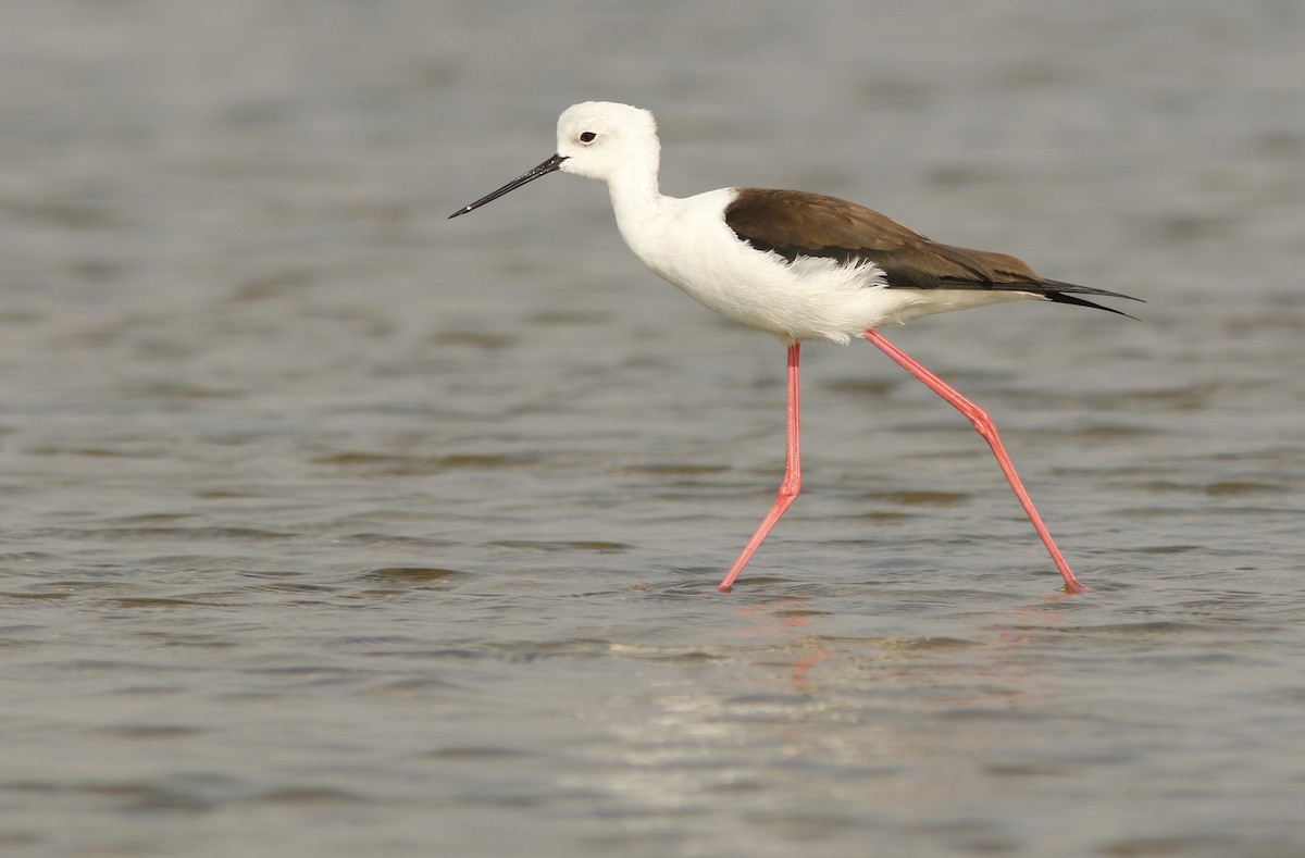 高蹺鴴 - ML644766331