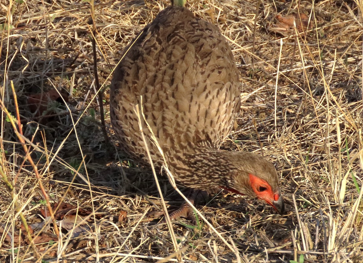 Swainson's Spurfowl - ML644766332