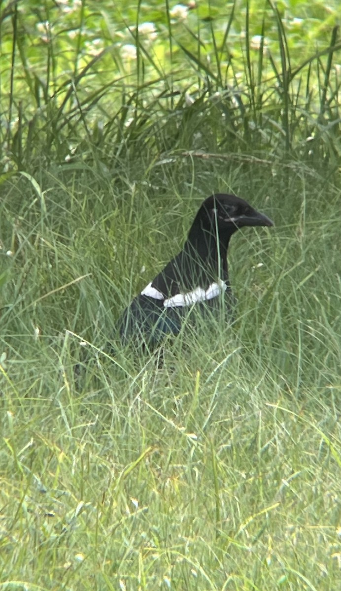 orientskjære - ML644766338