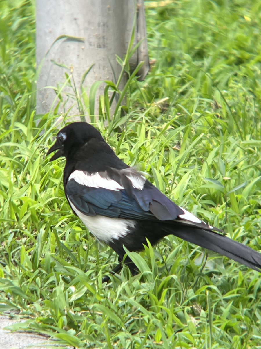 orientskjære - ML644766340