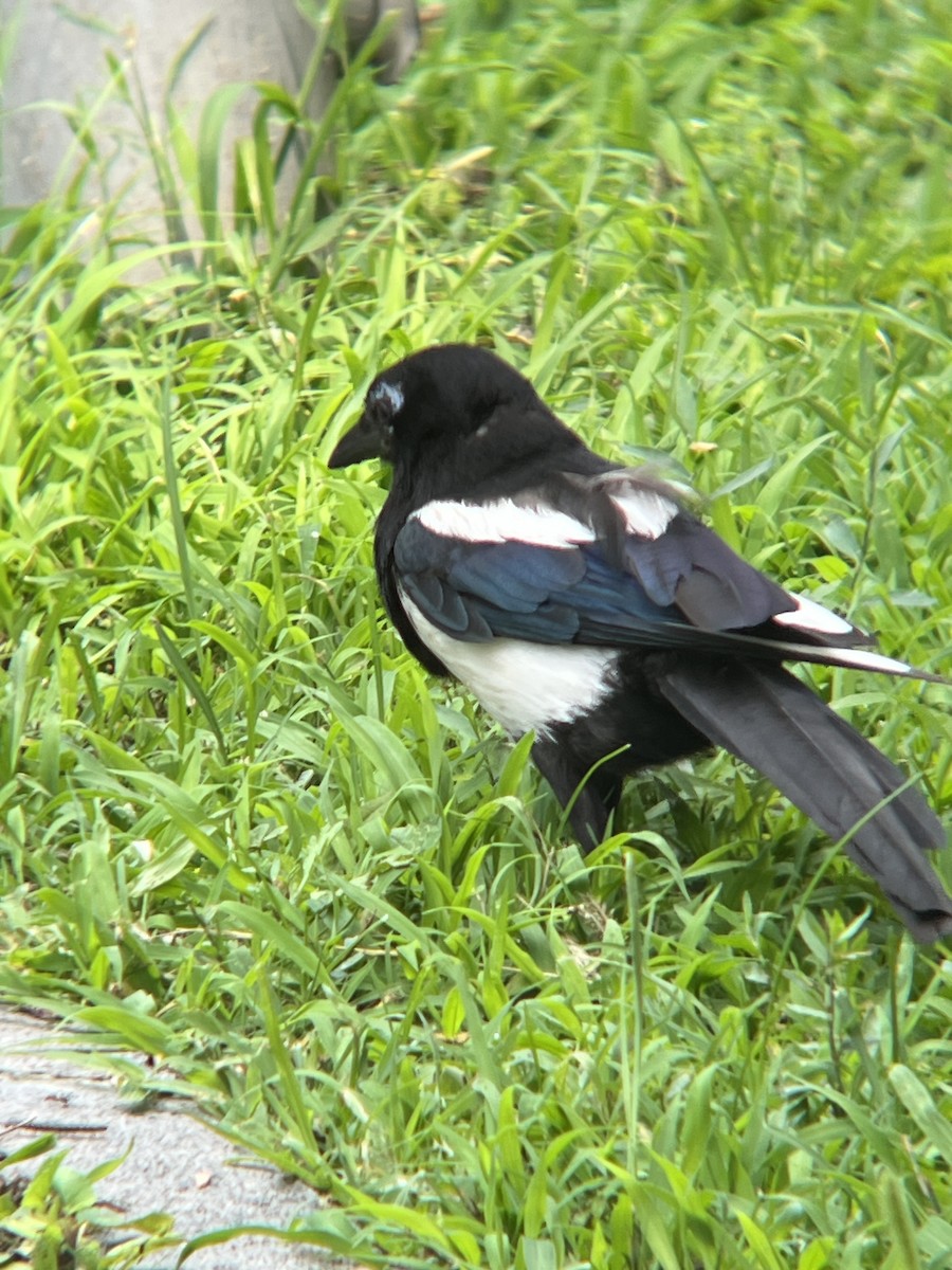 orientskjære - ML644766341